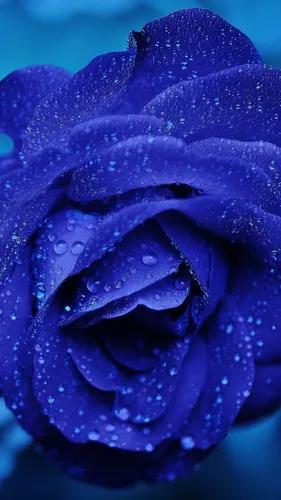 Розы Обои на телефон крупный план синего цветка