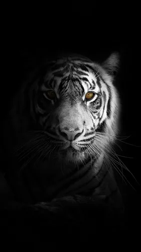 Чёрно Белые Обои на телефон белый тигр с карими глазами