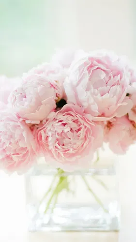 Пионы Обои на телефон ваза с розовыми цветами