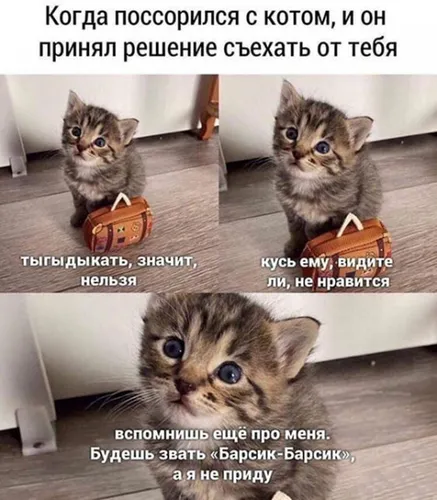 Смешные Мемы Обои на телефон группа котят