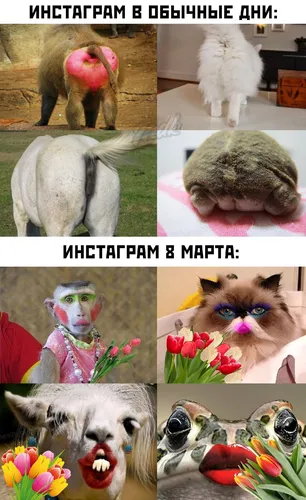 Смешные Мемы Обои на телефон коллаж с изображением кота