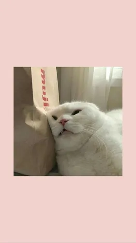 Смешные Мемы Обои на телефон кошка с коробкой на голове