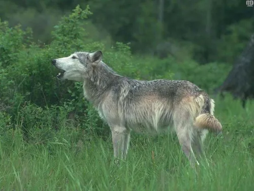 Воровские Обои на телефон волк в травянистой местности