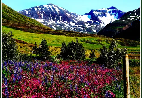 Горы Обои на телефон цветочное поле с горами на заднем плане