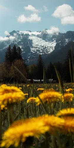 Горы Обои на телефон поле желтых цветов с горой на заднем плане
