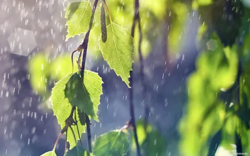 Дождь Обои на телефон крупный план некоторых листьев