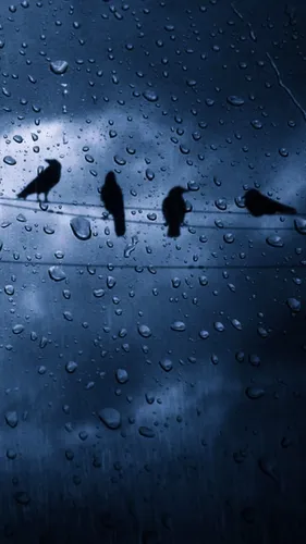 Дождь Обои на телефон группа птиц на окне
