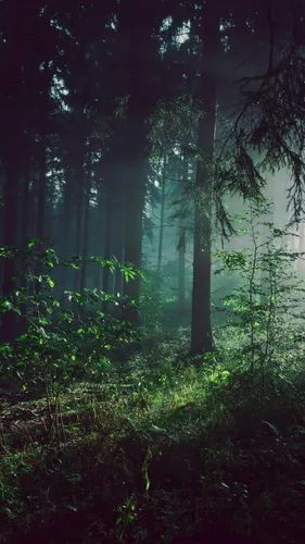 Лес Обои на телефон лес с деревьями