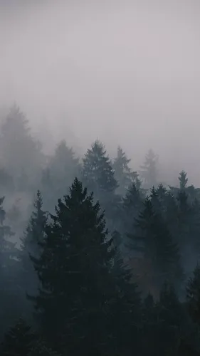 Лес Обои на телефон группа деревьев в туманном лесу