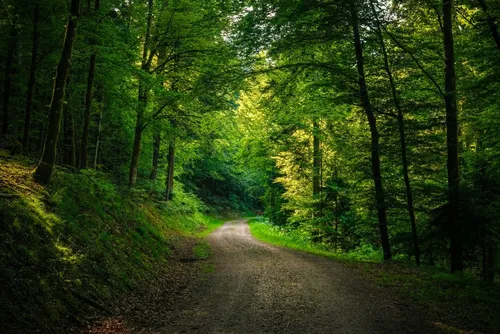 Лес Обои на телефон грунтовая дорога в лесу