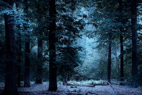Лес Обои на телефон лес со снегом