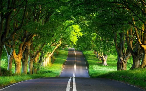 Лес Обои на телефон дорога с деревьями по обе стороны