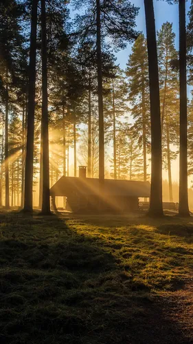 Лес Обои на телефон палатка в лесу