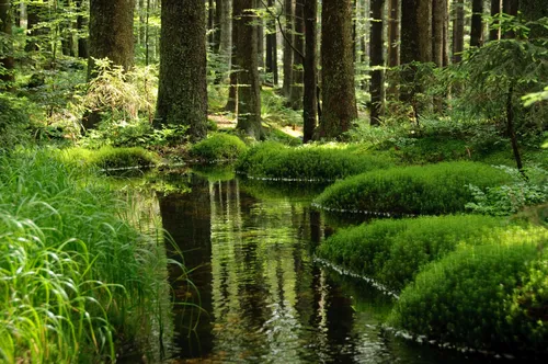 Лес Обои на телефон ручей в лесу