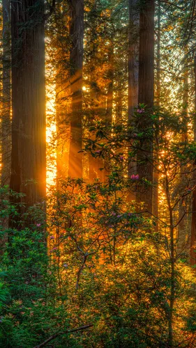 Лес Обои на телефон лес с деревьями и солнечным светом
