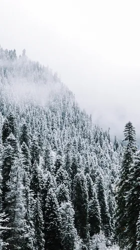 Лес Обои на телефон лес из деревьев, покрытых снегом
