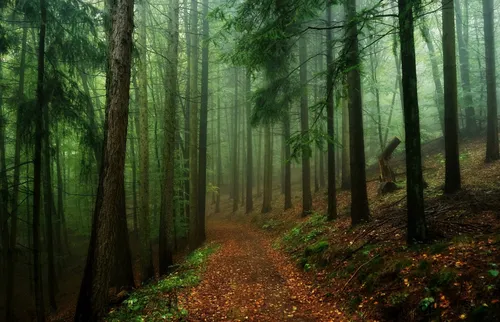 Лес Обои на телефон лес с деревьями и листьями