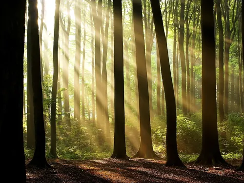 Лес Обои на телефон лес высоких деревьев