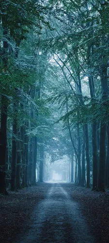 Лес Обои на телефон тропинка с деревьями по обе стороны