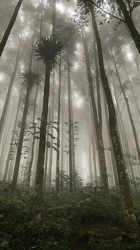 Лес Обои на телефон группа деревьев в лесу