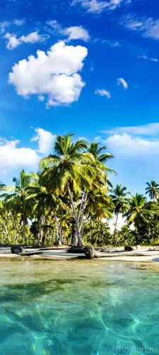 Мальдивы Обои на телефон тропический пляж с пальмами