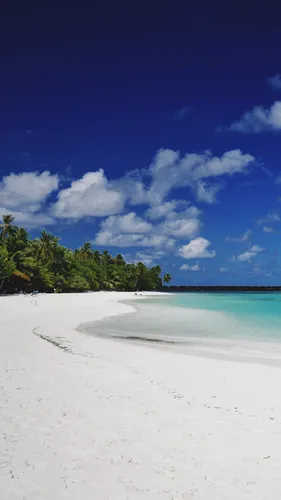 Мальдивы Обои на телефон пляж с деревьями и голубой водой