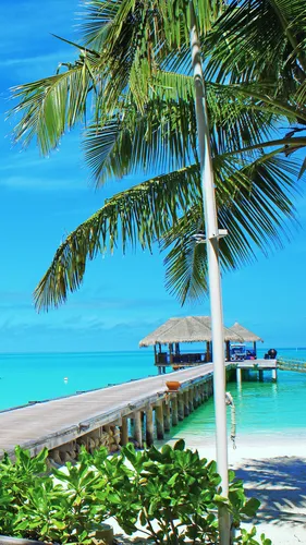 Мальдивы Обои на телефон пальма на пляже