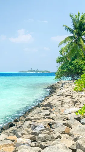 Мальдивы Обои на телефон каменистый пляж с пальмой