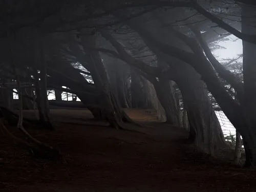 Мрачные Обои на телефон темный туннель с деревьями