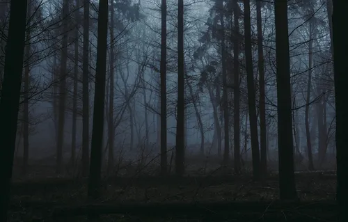 Мрачные Обои на телефон туманный лес с деревьями