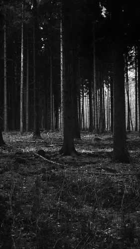 Мрачные Обои на телефон лес с высокими деревьями