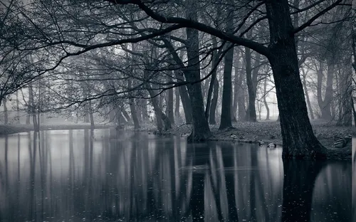 Мрачные Обои на телефон озеро с деревьями вокруг него