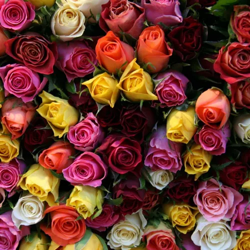 В Хорошем Качестве Обои на телефон большая группа разноцветных роз