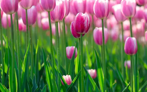 Весна Тюльпаны Обои на телефон бесплатные картинки