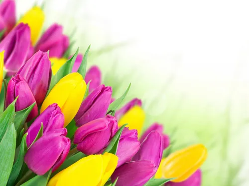 Весна Тюльпаны Обои на телефон изображение