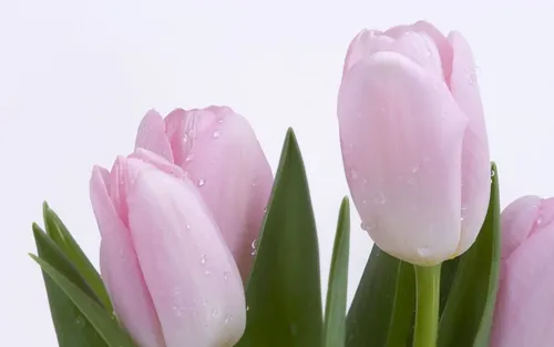 Весна Тюльпаны Обои на телефон HD