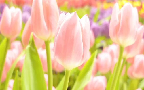 Весна Тюльпаны Обои на телефон крупный план розовых цветов