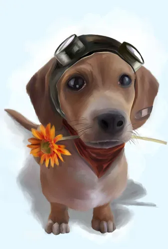 Собаки Обои на телефон собака в шлеме с цветком