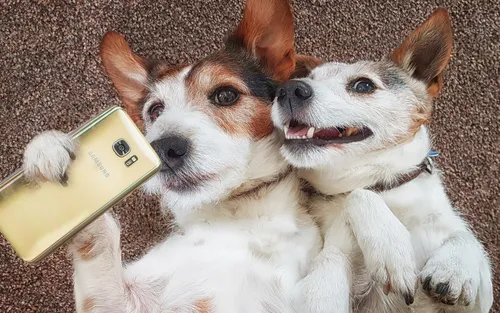 Собаки Обои на телефон две собаки лежат на земле