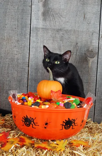 Хэллоуин Обои на телефон черная кошка сидит в миске с овощами