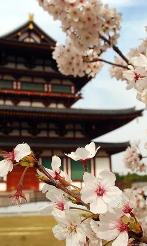 Японский Стиль Обои на телефон цветы крупным планом