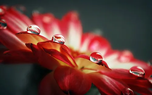 Очень Красивые Обои на телефон крупный план капель воды на красном цветке