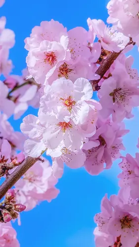 Сакура Обои на телефон цветы крупным планом