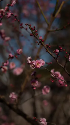 Сакура Обои на телефон крупный план ветки дерева с розовыми цветами