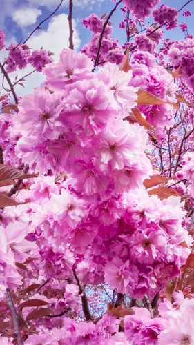 Сакура Обои на телефон группа цветов