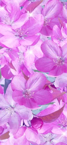 Сакура Обои на телефон группа фиолетовых цветов