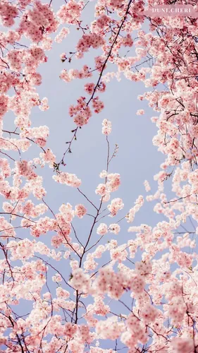 Сакура Обои на телефон дерево с розовыми цветами