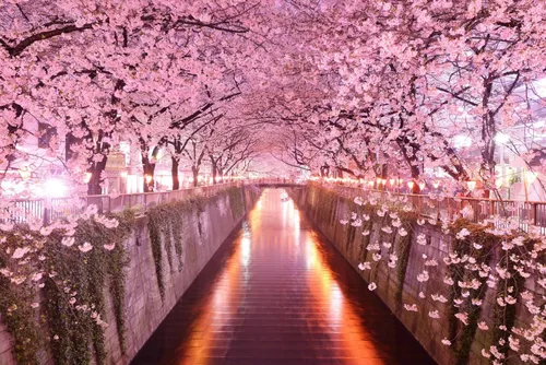 Сакура Обои на телефон мост с цветущей вишней