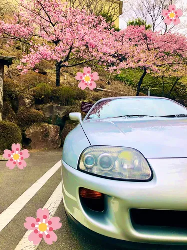 Сакура Обои на телефон белый автомобиль, припаркованный на парковке с розовыми цветами сбоку