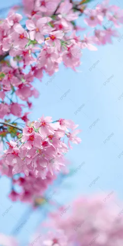 Сакура Обои на телефон крупный план розовых цветов